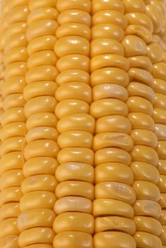 Closeup take of fresh corn on the cob