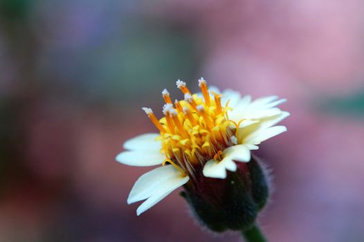 A road flower with pinky background