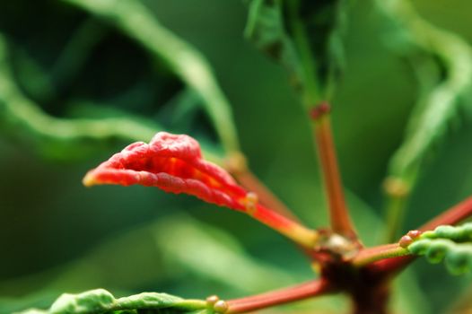 A new red leaf among the green leaves