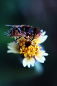 A eristalis tenax on tridax procumbens flowe