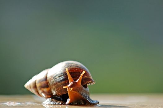 A close up shot of brown color snail