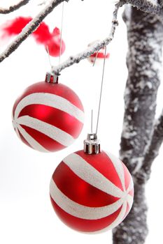 Pretty Christmas decorations hang from snow covered branches.