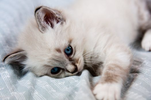 Young kitten clear coat and blue eyes lying on a sheet