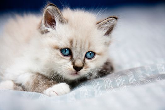 Young kitten clear coat, blue eyes, lying on a sheet, ready to hunt