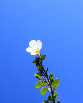 A photograph of a small white flower.