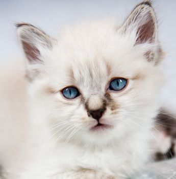 Portrait of a kitten, peeling clear, blue eyes