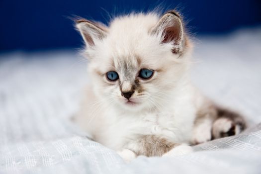 Portrait of a kitten with blue eyes, clear coat, lying on a bed sheet