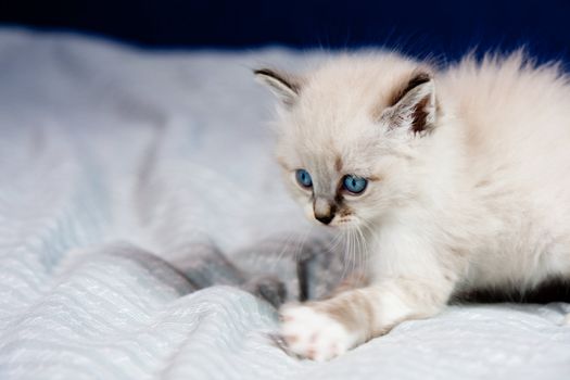 Portrait of a kitten with blue eyes, clear coat, lying on a bed sheet,ready to hunt