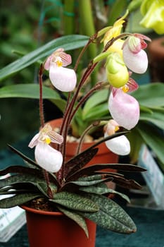 The orchis of spring, pink lady slipper
