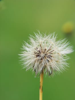 A photograph of a macro dandelion in spring.