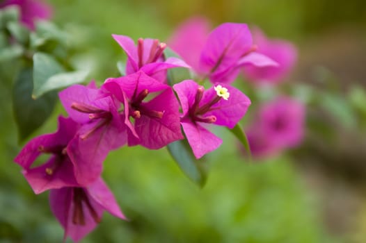 Close up of pink bougainvillea flowers