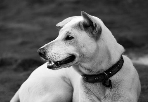 Attentive white dog on a beach