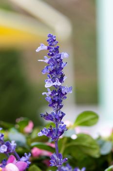 Close up of lavender flowers over green background