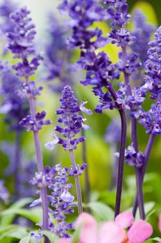 Close up of lavender flowers over green background