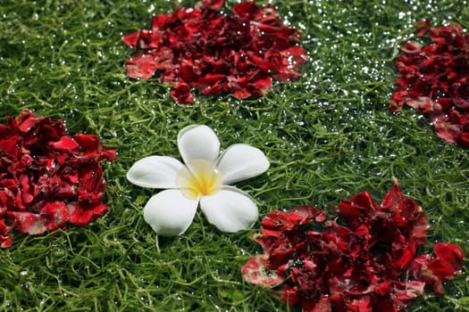 Frangipani (Plumeria) in water and colorful with close-up