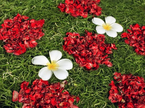 Frangipani (Plumeria) in water and colorful with close-up
