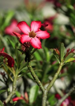 A set of beautiful tropical flower (hibiscus) against a natural background
