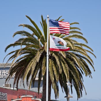 Flags of USA and California in front of the palm tree.