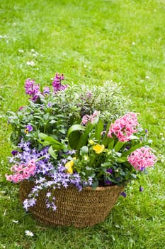 Basket with spring flowers in the garden in april