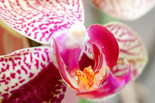 Close up of pink orchid