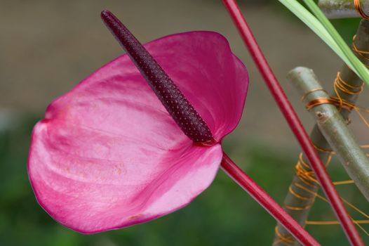 Close up of purple flamingo flower
