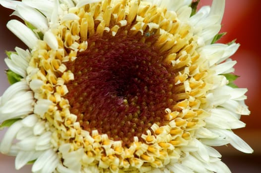 Closeup of white flower