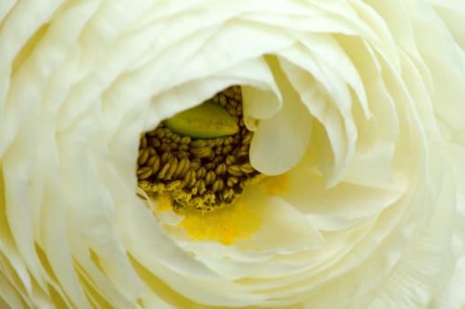Closeup of white flower