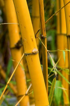 A bundle of yellow bamboo in garden
