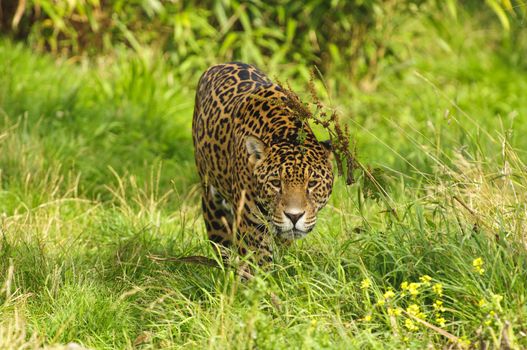 Close up of a Jaguar (Panthera onca) in forest