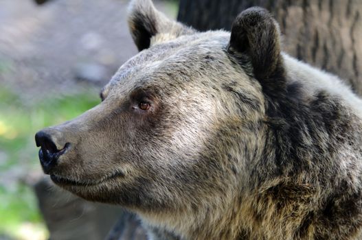 Wild Brown Bear (Ursus americanus horribilis) Banff National Park