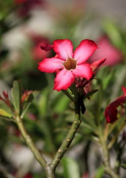 A set of beautiful tropical flower (hibiscus) against a natural background