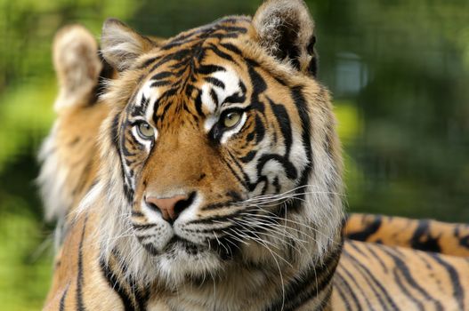 Closeup of Sumatran Tiger (Panthera tigris sumatrae)