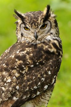 Close up of Mackinders Eagle Owl (Bubo mackinderi)