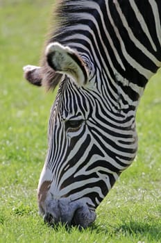 Close up of a Grevys Zebra (Equus grevyi)
