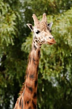 Close up of a Giraffe (Giraffa camelopardalis rothschildi) 