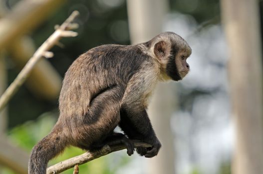 Close up of Buffy-headed Capuchin Monkeyn (Cebus xanthosternos)