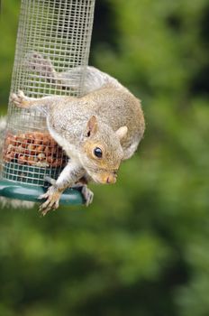 Grey squirrel (Sciurus carolinensis) eating nuts from bird feeder