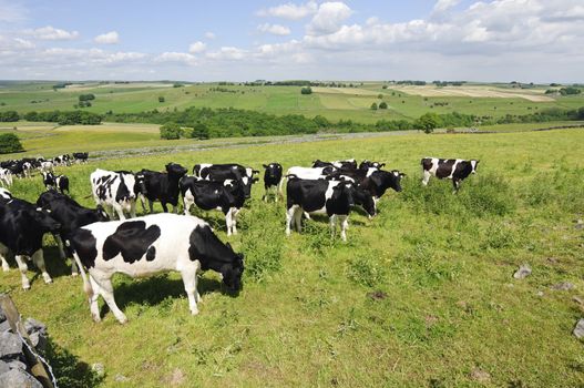 Dairy cows in a field Peak District National Park Derbyshire