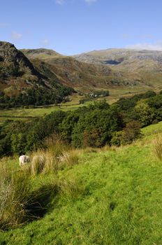 View of Gallt y Wenallt in Snowdonia National Park Gwynedd North Wales