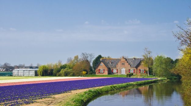 House with reflection and view on blue, white and pink hyacintfields