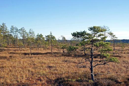 An autumnal view into Torronsuo National Park, a raised bog with a thick turf layer in Tammela, South of Finland in October 2010.