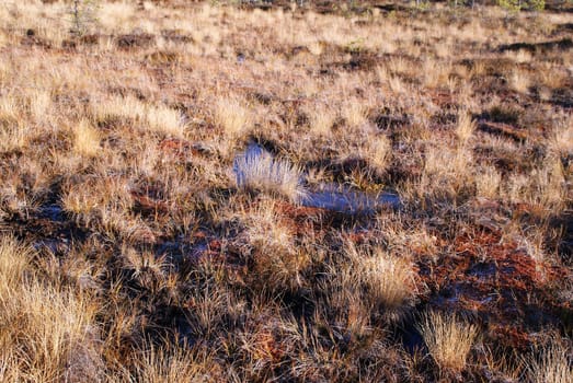 Light winterfrost on the grass at the Torronsuo National Park, a raised bog in Tammela, South of Finland in October 2010. Suitable for backgrounds. 