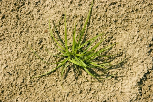 Photo of a plant on a sandy beach