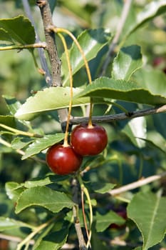 Photo of two berries of a cherry close up