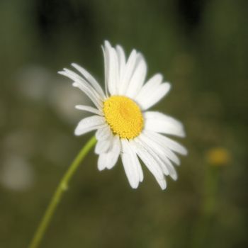 Photo of a blossoming camomile on a dim natural background