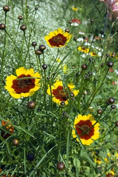 Photo of set of blossoming plants on a bed