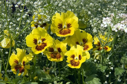 Photo of set of blossoming plants on a bed