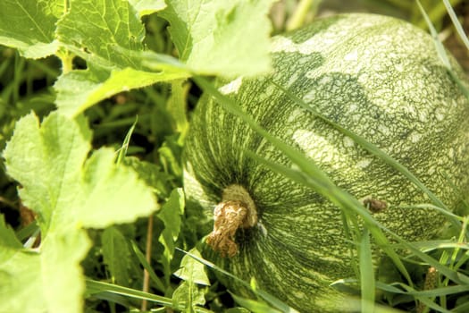 Photo of an unripe pumpkin among green leaves