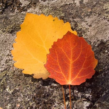 Photo of colour autumn leaves on a natural background