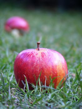 A close up photograph of a red apple on the ground.